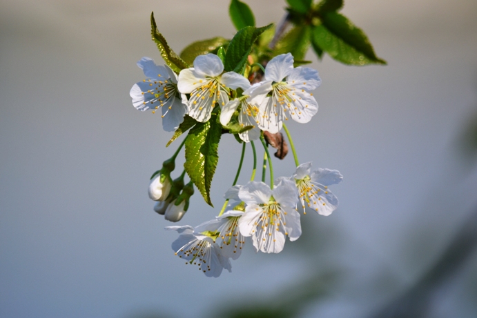 � esplosa la primavera...